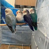 کوتوله برزیلی