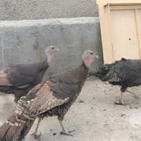 بوقلمون