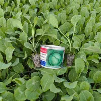 نشا کلم سفیدگرین کورنت و قرمز روبی بال قیمت مناسب|خدمات باغبانی و درختکاری|دزفول, |دیوار