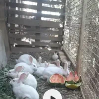 ۸عدد خرگوش سرحال و بازیگوش