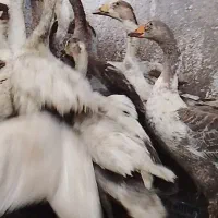 غوغاز اوکراینی