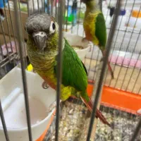 انواع‌طوطی‌ها‌به‌قیمت‌مناسب|پرنده|لالجین, |دیوار