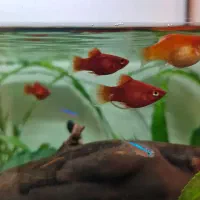 ۲ عدد آنجل بلوگارنین و ۱۰ عدد پلاتی خونی|ماهی|ری, دولتآباد|دیوار