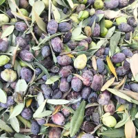 زیتون روغنی فروش