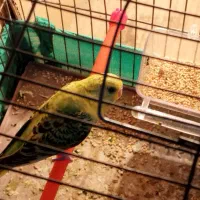 یک جفت مرغ عشق جوان|پرنده|باقرشهر, |دیوار