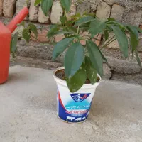 فروش یک گل قشنگ|گل و گیاه طبیعی|بوکان, |دیوار