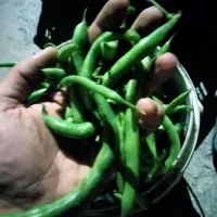 لوبیا سبز تازه چین|خوردنی و آشامیدنی|نوکنده, |دیوار