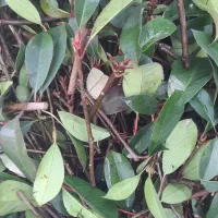 قلمه فتونیا بدون ریشه پالم یاس هلندی پیتسپروم