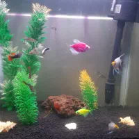 ماهی آکواریوم