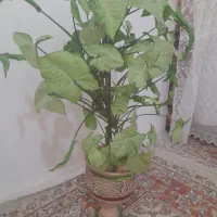 تعدادی گل|گل و گیاه طبیعی|شهرکرد, |دیوار