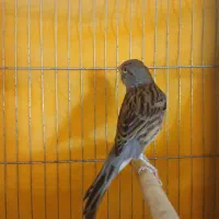 قناری نر قرص و شلاقی