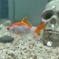 ماهی|ماهی|چمران, |دیوار