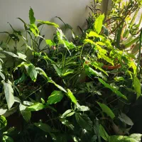 گل و گیاه خانگی|گل و گیاه طبیعی|پردیس, فاز ۱|دیوار