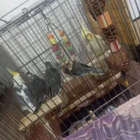 عروس هلندی مولد جفت