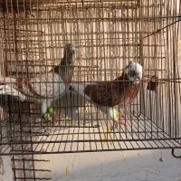 کفتربوم‌