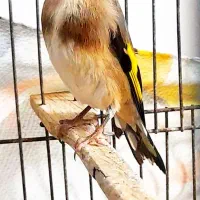 سهره ماده چونه سفید