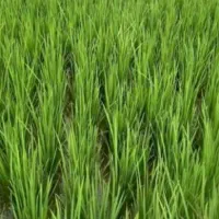 زمین کشاورزی