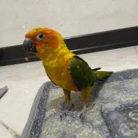 طوطی|پرنده|ری, سیزده آبان|دیوار