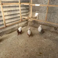 سه تا کلاغ مقبول