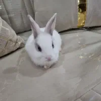 خرگوش سفید چشم آبی|موش و خرگوش|بوشهر, |دیوار