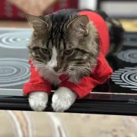 واگذاری گربه نژاد دار