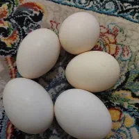 فروش تخم مرغ گلین