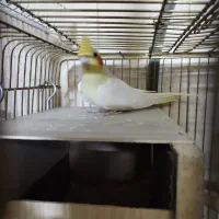 عروس هلندی مولد|پرنده|کاشان, باغ ماجد|دیوار