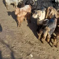 بز و بزغاله سالم