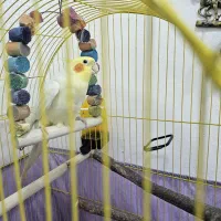 عروس هلندی