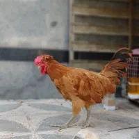 خروس محلی