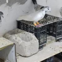 پرنده|پرنده|قشم, |دیوار