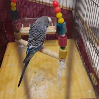 یک عدد مرغ عشق