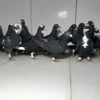 ۲۶تایی ماده زاغ و قره