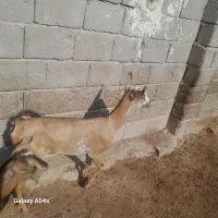 دو عدد کهر برای داشت تخمه جمولی