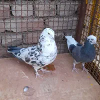 کبوتر پرشی دونسته|پرنده|ابرکوه, |دیوار