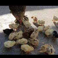 جوجه محلی زیر مرغی