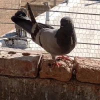 کبوتر فروشی|پرنده|بکتاش, |دیوار