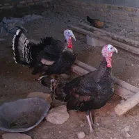 دو بوقلمون نر هر کدوم ۷ کیلو