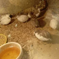 بلدرچین مینیاتوری زیبا|پرنده|گندمان, |دیوار