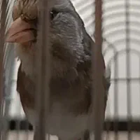 سهره قناری دهن قشنگ