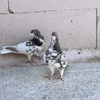 شهری سبز و قهوه ای|پرنده|شیراز, تندگویان|دیوار