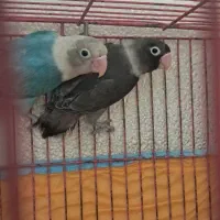 طوطی برزیلی|پرنده|رشت, آزادگان|دیوار