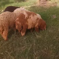 بره2تانریدونه ماده شرط چاق چاق تکی هم داریم