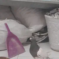کبوتر