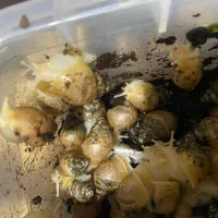 فروش حلزون درمانی|خزنده|ماهان, |دیوار