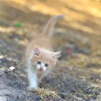 گربه|گربه|بانه, |دیوار