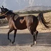 مادیان  کورد