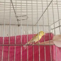 قناری|پرنده|آباده, |دیوار