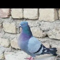 کفتر ماده سبز خطی|پرنده|قم, دروازه چوبی|دیوار