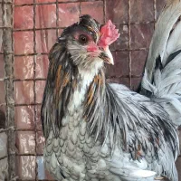 خروس گلین طوسی بقلمون نر و ماده